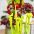 Sarracenia flava 'Redneck' ~ 35cm