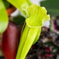 Sarracenia 'Velvet' ~ 25cm