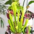 Sarracenia 'Velvet' ~ 25cm