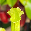 Sarracenia 'Velvet' ~ 25cm