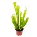 Sarracenia 'Velvet' ~ 25cm