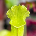 Sarracenia 'Velvet' ~ 25cm