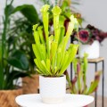 Sarracenia 'Velvet' ~ 25cm