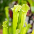 Sarracenia 'Velvet' ~ 25cm