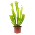 Sarracenia 'Velvet' ~ 25cm