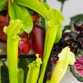Sarracenia 'Velvet' ~ 25cm