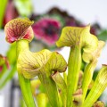 Sarracenia 'Ray'~ 30cm