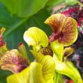 Sarracenia 'Ray'~ 30cm