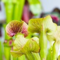 Sarracenia 'Ray'~ 30cm