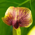 Sarracenia 'Ray'~ 30cm