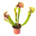 Sarracenia 'Ray'~ 30cm