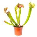 Sarracenia 'Ray'~ 30cm