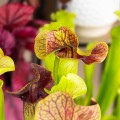 Sarracenia 'Ray' ~ 15cm