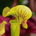 Sarracenia 'Ray' ~ 15cm