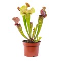 Sarracenia 'Ray' ~ 15cm