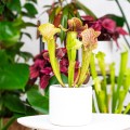 Sarracenia 'Ray' ~ 15cm
