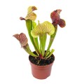 Sarracenia 'Ray' ~ 15cm