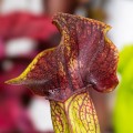 Sarracenia 'Ray' ~ 15cm