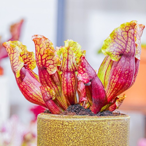 Sarracenia 'Mitchelliana'