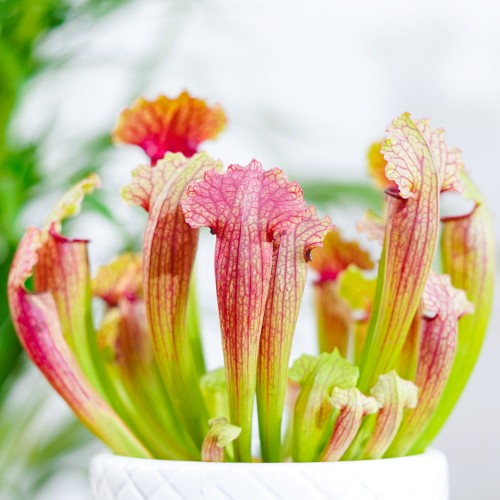 Sarracenia 'Fiona'