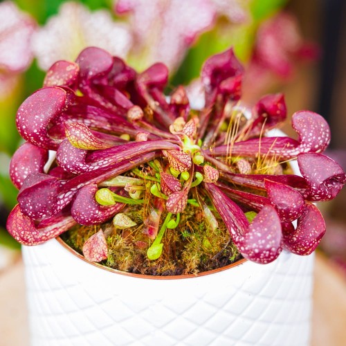 Sarracenia psittacina