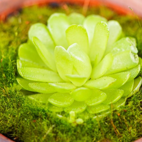 Pinguicula esseriana
