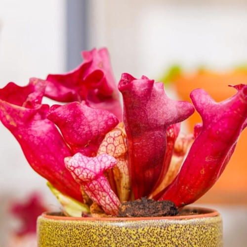 Sarracenia 'Ewelina'