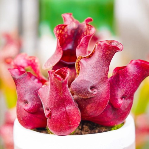 Sarracenia 'Sylwia'