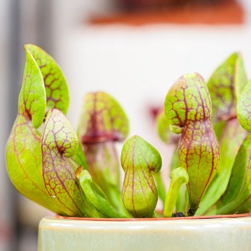 Sarracenia purpurea hybride