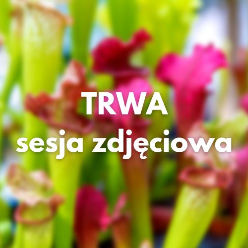 Roraima_sesja_zdjęciowa.jpg