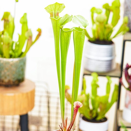 Sarracenia 'Tygo'