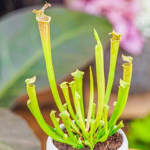 Sarracenia 'Farnhamii' ~ 15cm