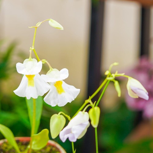 UTRICULARIA ALPINA ~ 8CM