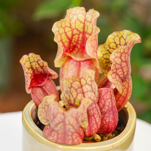 Sarracenia 'Clementina'
