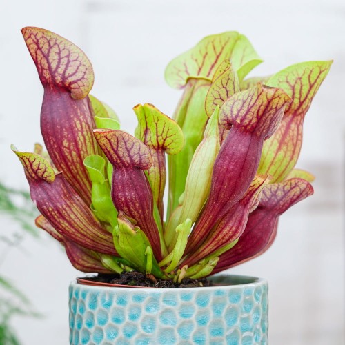Sarracenia purpurea hybride