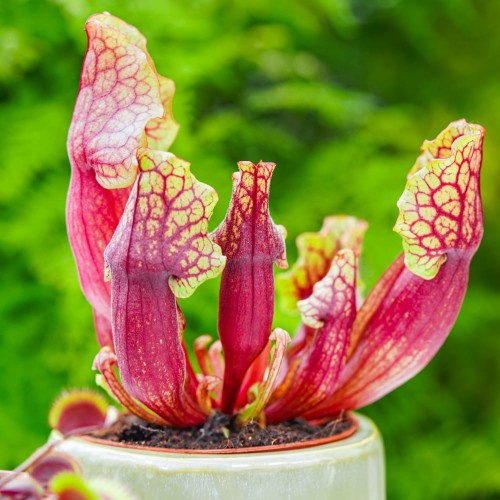 Sarracenia 'Mitchelliana'
