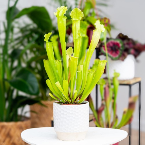 Sarracenia 'Velvet' ~ 25cm