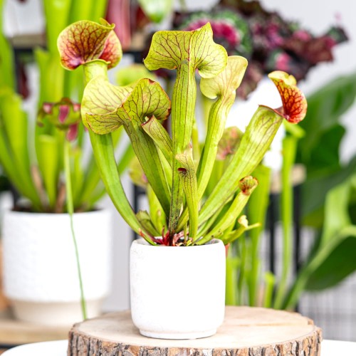 Sarracenia 'Ray'~ 30cm