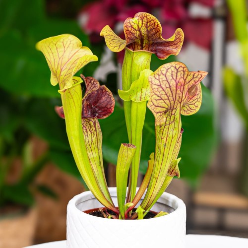 Sarracenia 'Ray' ~ 15cm